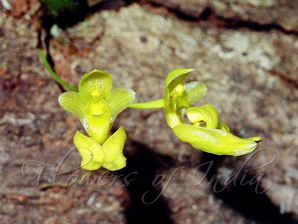 Golden Bulb-Leaf Orchid